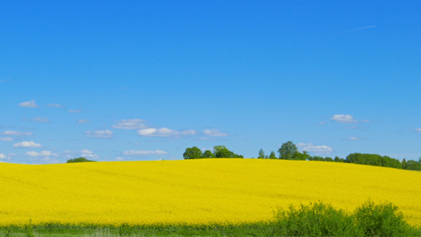 Canola Field alt