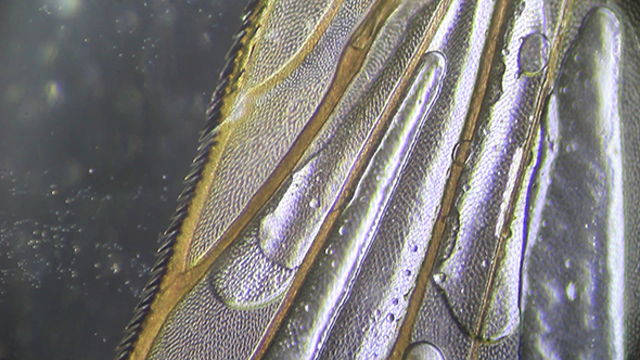 Microscopy: Wing Housefly 003