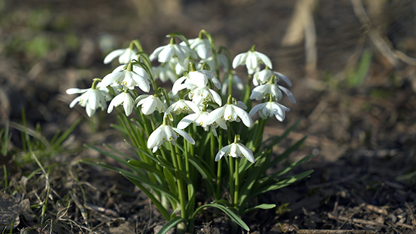 Snowdrops Part 1