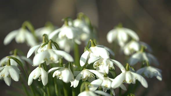 Snowdrops Part 2