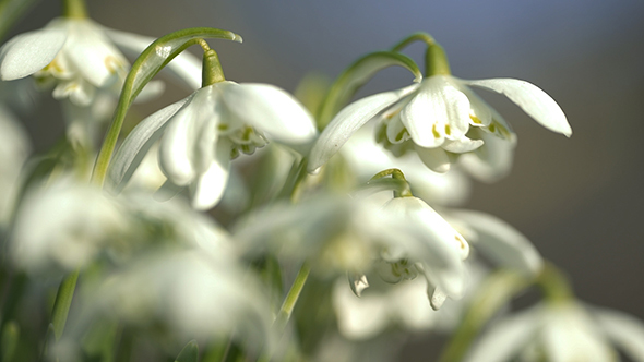 Snowdrops Part 3