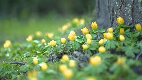 Winter Aconite Part 1