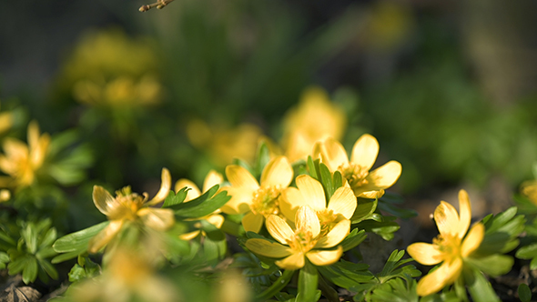 Winter Aconite Part 2