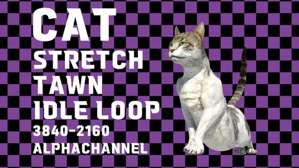 Cat Stretch Tawn Idle 4 K Alpha Loop