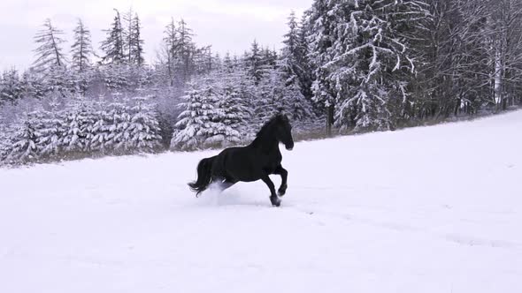 Friesian stallion running in winter field. Black Friesian horse runs gallop in winter.