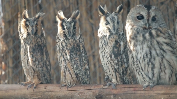 Several Curious Eared Owls Sitting On Pole