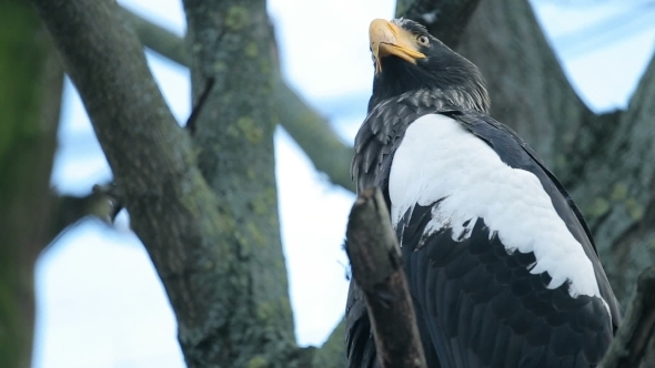 Big Bird An Eagle Sitting 