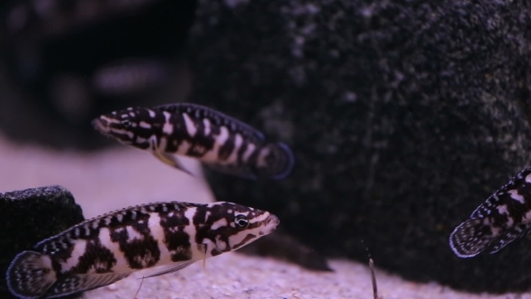 African Cichlid Fishes Searching For Food Between Snags And Green Plants