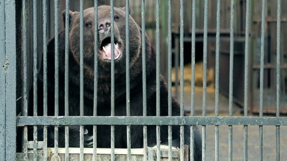 Big Bear Sitting In a Cage  
