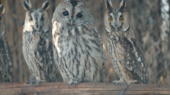 Several Curious Eared Owls Sitting On Pole