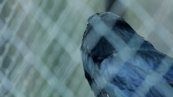 Bird Black Raven Behind Bars