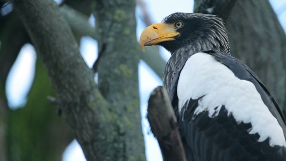 Eagle Sitting 