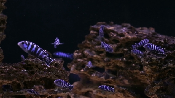 African Cichlid Fishes Searching For Food Between Snags And Green Plants