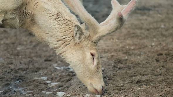  Of Reindeer With Big Beautiful Horns