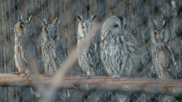 Several Curious Eared Owls Sitting On Pole
