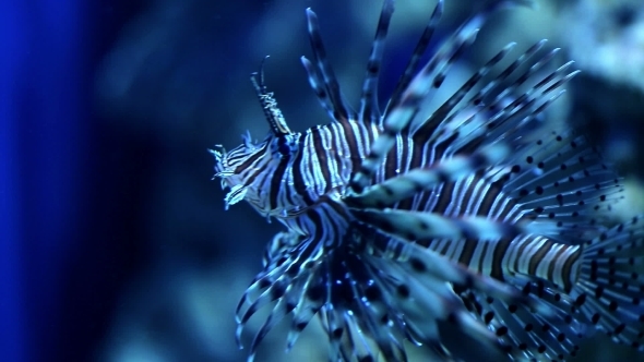 Red Lionfish (Pterois Volitans) 