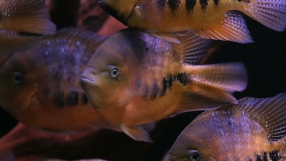 African Cichlid Fishes Searching For Food Between Snags And Green Plants