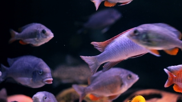 African Cichlid Fishes Searching For Food Between Snags And Green Plants