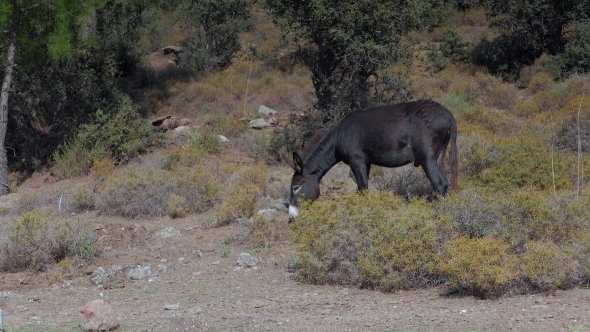 A Free Range Donkey Chews On Grass In The Mountains. 