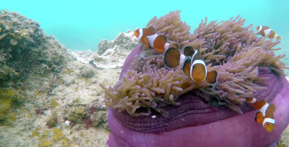 Clownfish Hosting Anemone