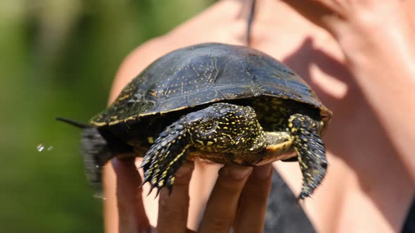 Turtle Lies on the Woman Hand on Backdrop of River with Green Vegetation alt