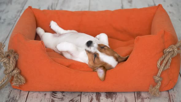 Cute Puppy Sleeping in a Couch alt