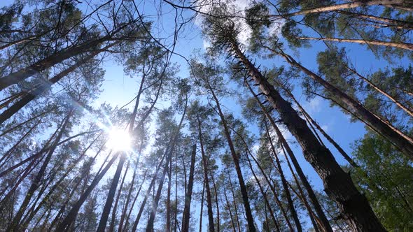 Walking Through the Forest with Pine Trees During the Day POV Slow Motion alt