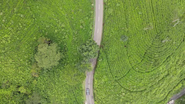 Aerial top view of road in center of tea plantation in Kemuning, Indonesia alt