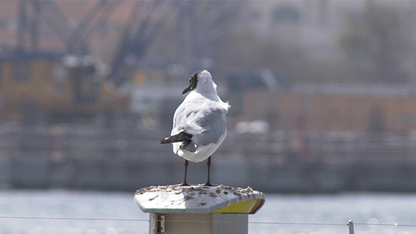 Aquatic Bird on the Coast alt