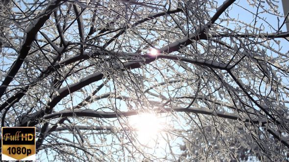 Frozen Tree And Sun