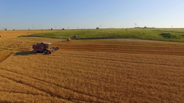 Rural Combine Cutting Buckwheat Field