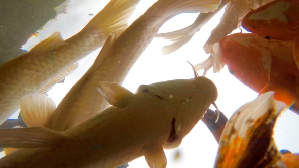 Different Fishes In Water alt