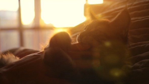 Woman Plays With Little Kitten On a Sunset Background