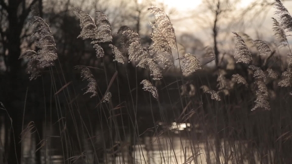 Reed (Phragmites Australis) Swaying In The Wind Before Sunset alt