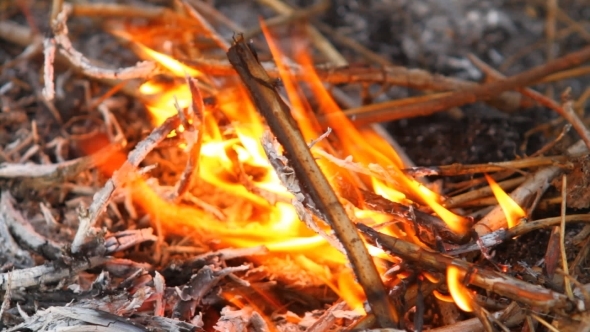 Burning Dry Branches alt