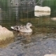 Ducks In a Water  - VideoHive Item for Sale