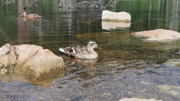 Ducks In a Water 