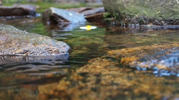 Daisy Flowing On The River Surface