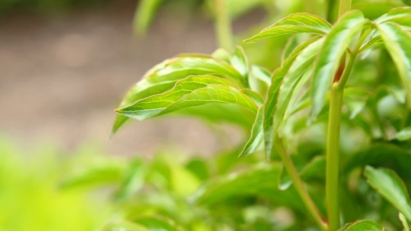 Stem Of a Young Peony Flower Swaying In The Wind