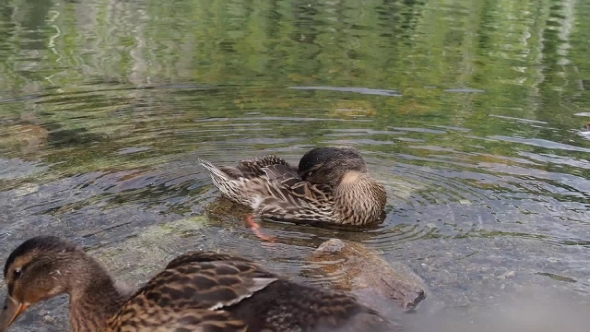 Duck In a Water Cleaning Itself