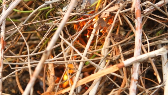 Dry Twigs on Fire alt