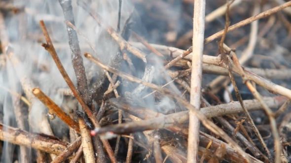 Smoke Coming From Under The Dry Branches alt