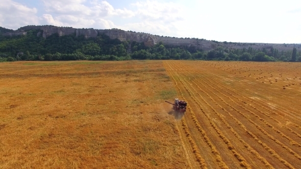 Farm Combine Harvesting Wheat In The Field 