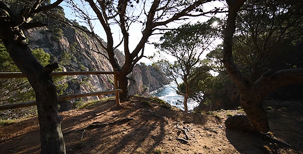 Walking among Mediterranean Pines with the Sea on the Background