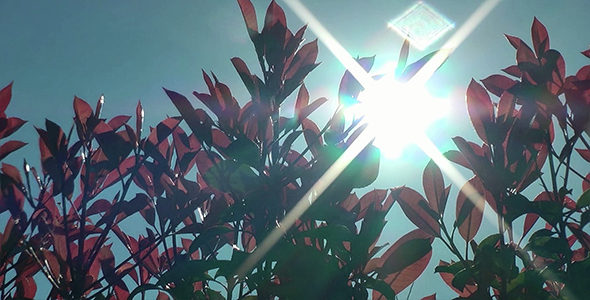 Sun Beams Behind Plants 2