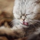 Funny Cat Washes After a Shower - VideoHive Item for Sale
