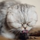 Funny Cat Washes After a Shower - VideoHive Item for Sale