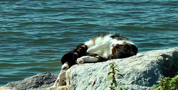 Cat Having Sunbath on the Rock at Seaside