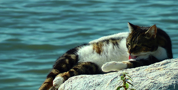 Cat Lying on Rock at Seaside