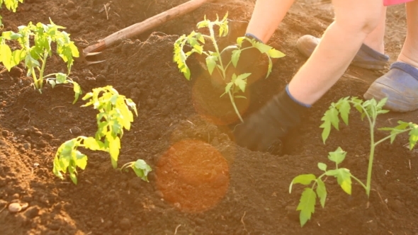 Woman In Tomato Seedlings Are Planted Flower Bed